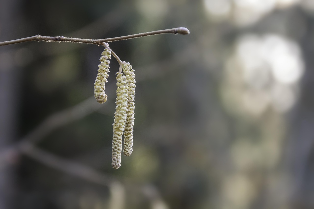 Pollenallergie natürlich behandeln