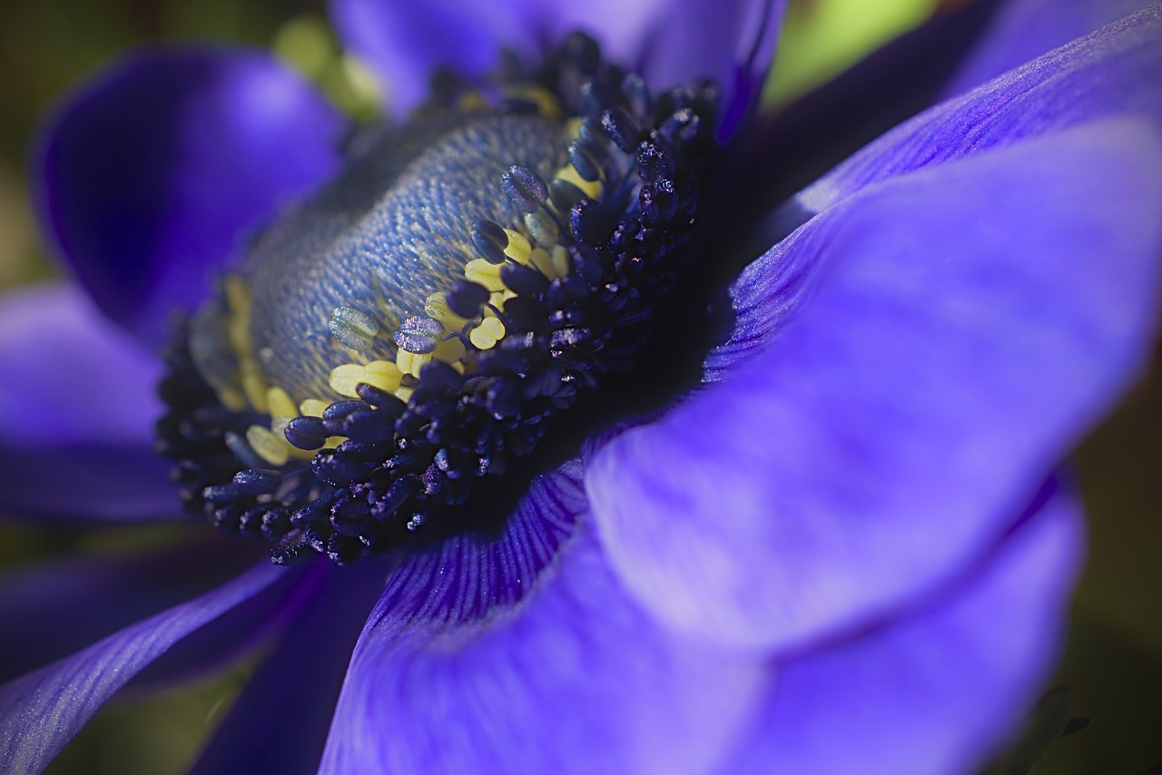 natürliche behandlungsmöglichkeiten für pollenallergien zur linderung von symptomen und verbesserung des wohlbefindens während der pollensaison.