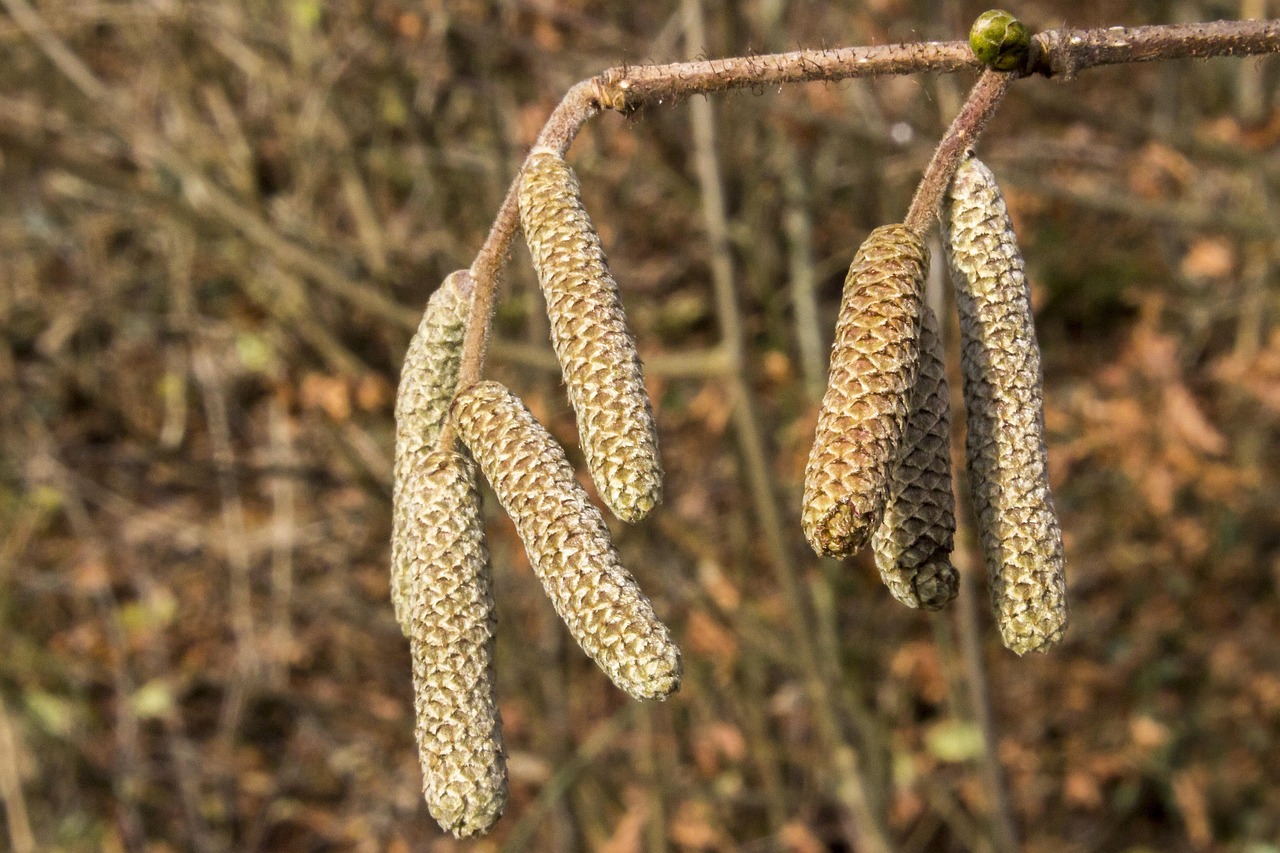 natürliche behandlungsmöglichkeiten für heuschnupfen: effektive und sanfte methoden zur linderung von pollenallergien.